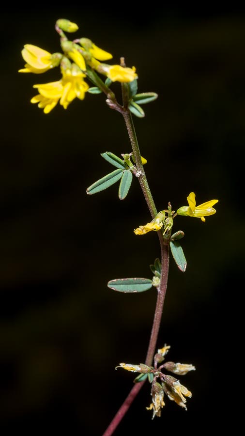 Trigonella altissima (=Melilotus altissimus) / Meliloto altissimo